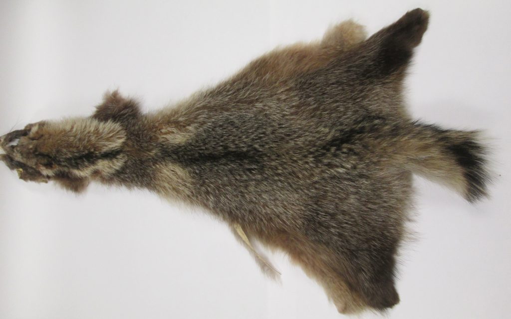 Beautiful Tanuki (Japanese Raccoon) Skin Fur Liquidation Fur